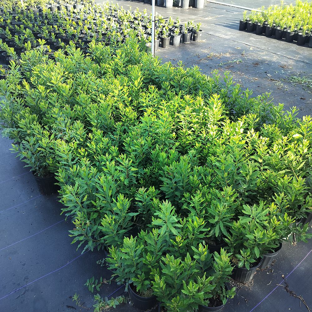 myrica-cerifera-southern-wax-myrtle-southern-bayberry-morella-cerifera