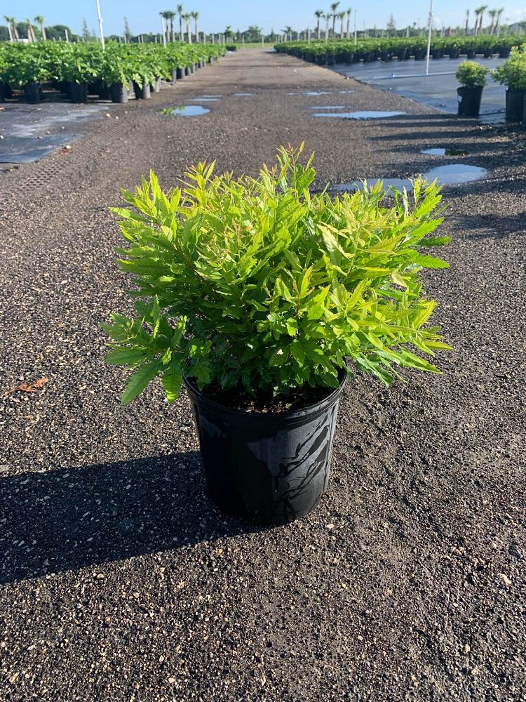 myrica-cerifera-southern-wax-myrtle-southern-bayberry-morella-cerifera