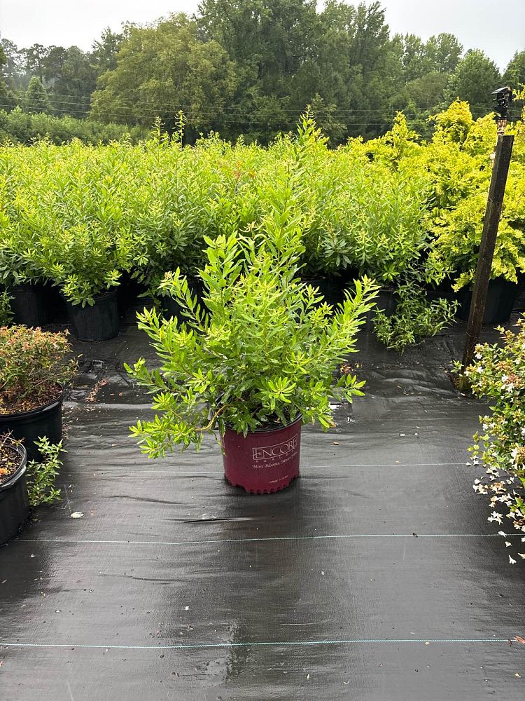 myrica-cerifera-southern-wax-myrtle-southern-bayberry-morella-cerifera