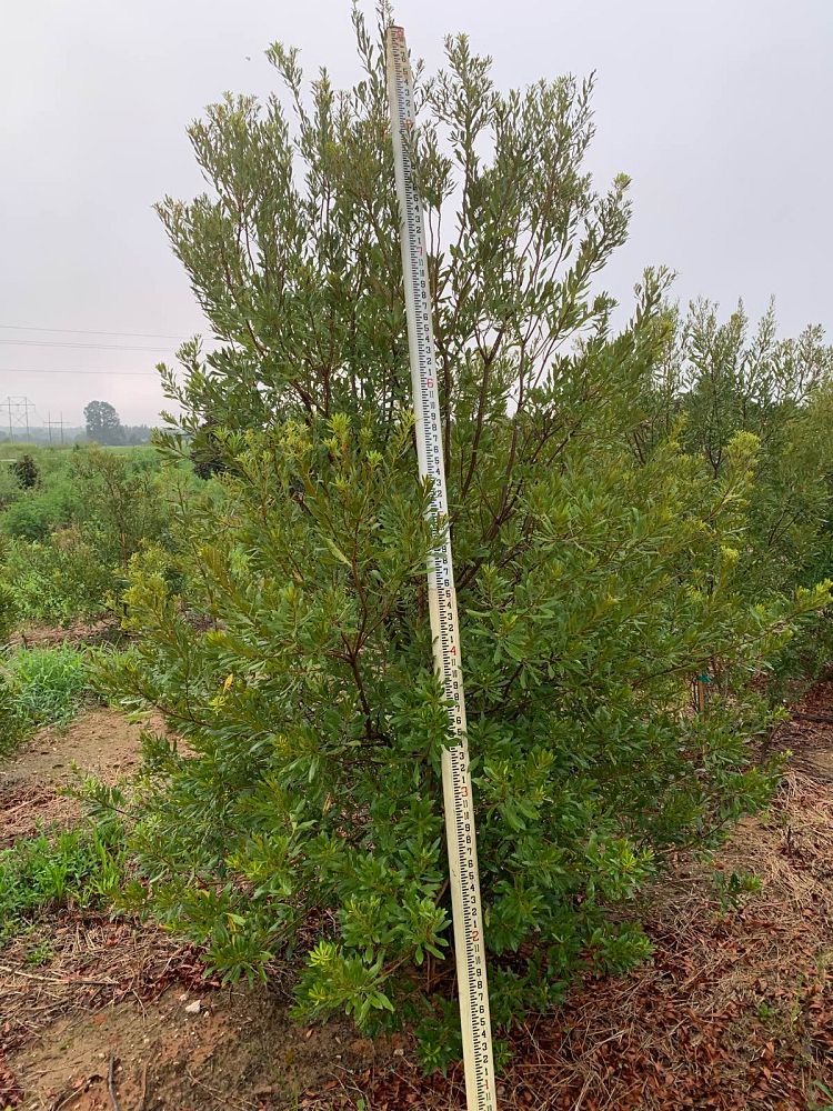 myrica-cerifera-southern-wax-myrtle-southern-bayberry-morella-cerifera