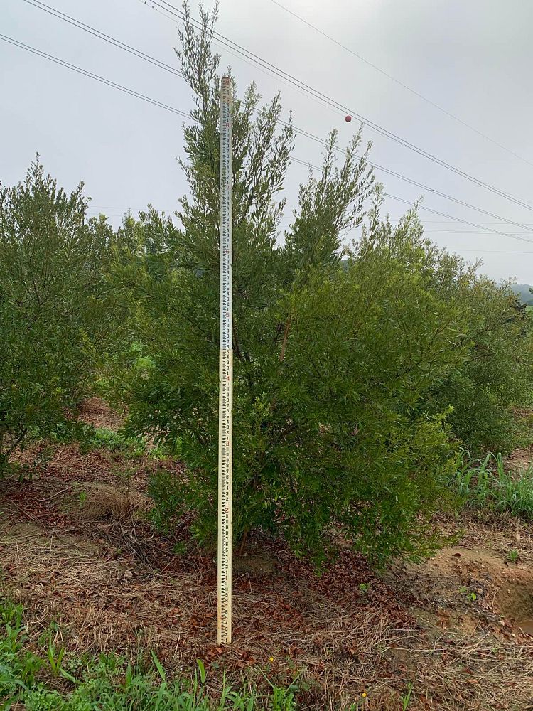 myrica-cerifera-southern-wax-myrtle-southern-bayberry-morella-cerifera