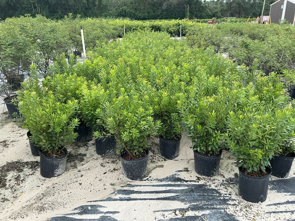 myrica-cerifera-southern-wax-myrtle-southern-bayberry-morella-cerifera
