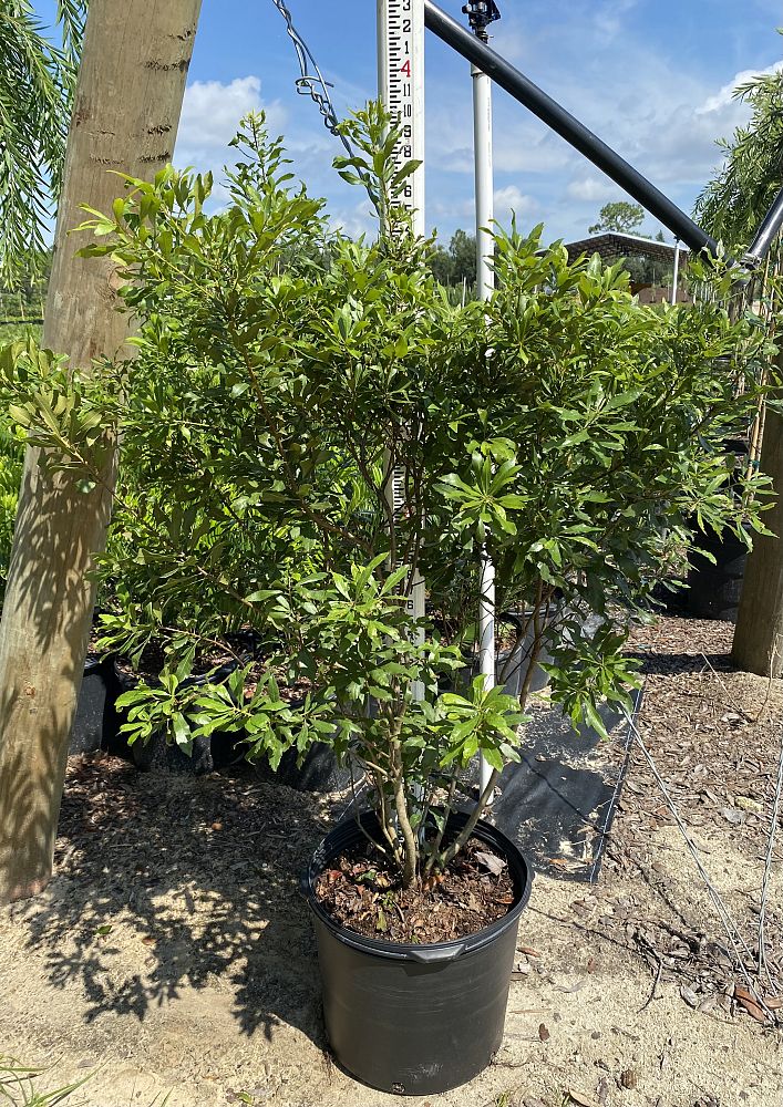 myrica-cerifera-southern-wax-myrtle-southern-bayberry-morella-cerifera