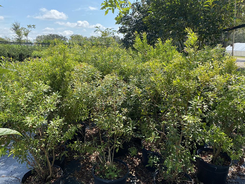 myrica-cerifera-southern-wax-myrtle-southern-bayberry-morella-cerifera