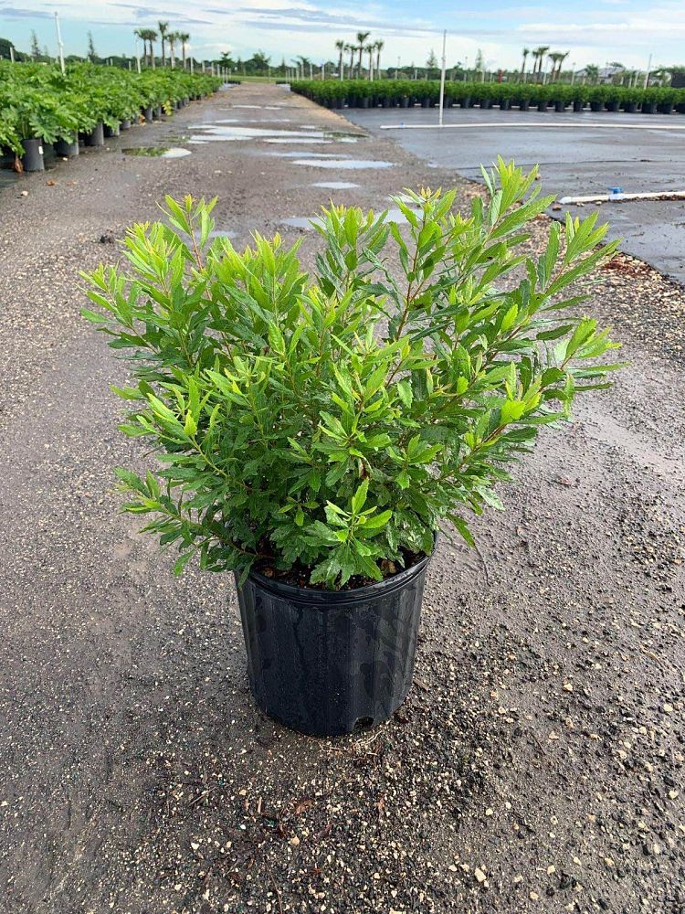 myrica-cerifera-southern-wax-myrtle-southern-bayberry-morella-cerifera