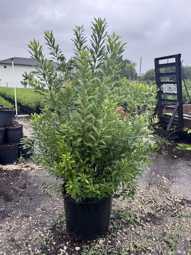 myrica-cerifera-southern-wax-myrtle-southern-bayberry-morella-cerifera