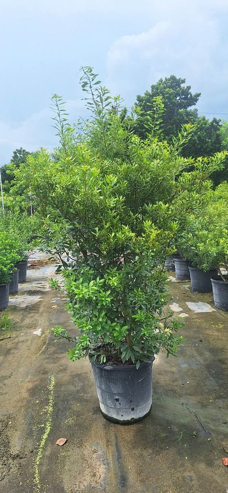 myrica-cerifera-southern-wax-myrtle-southern-bayberry-morella-cerifera