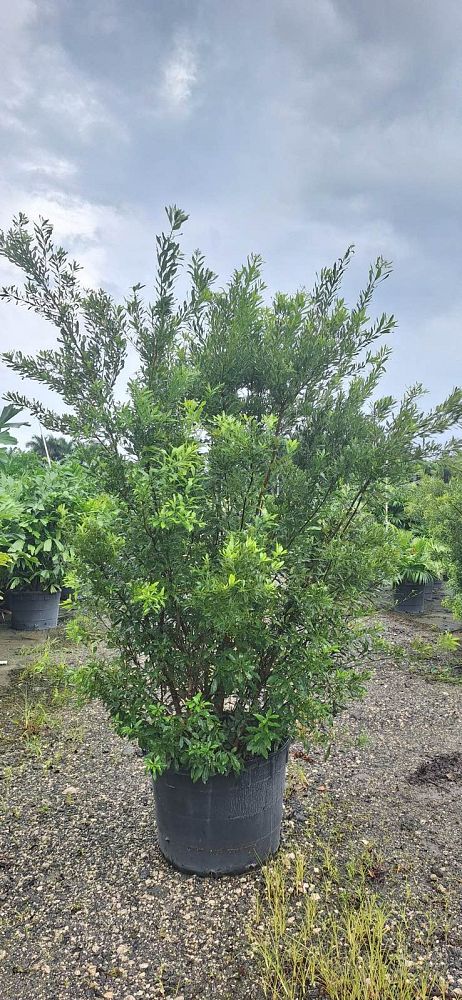 myrica-cerifera-southern-wax-myrtle-southern-bayberry-morella-cerifera