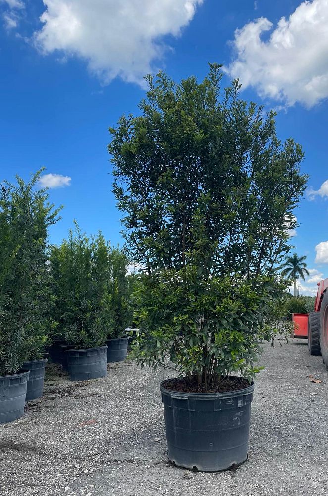 myrica-cerifera-southern-wax-myrtle-southern-bayberry-morella-cerifera