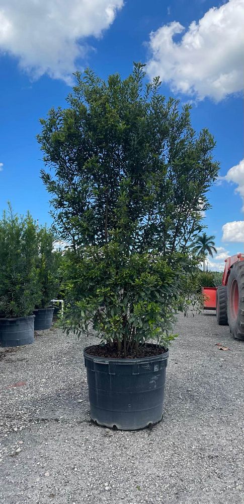 myrica-cerifera-southern-wax-myrtle-southern-bayberry-morella-cerifera