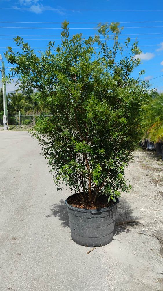 myrica-cerifera-southern-wax-myrtle-southern-bayberry-morella-cerifera