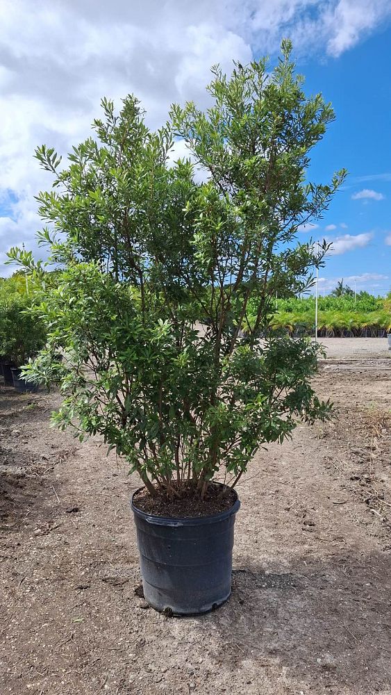 myrica-cerifera-southern-wax-myrtle-southern-bayberry-morella-cerifera