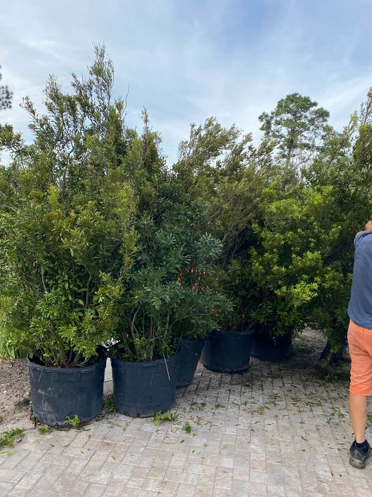 myrica-cerifera-southern-wax-myrtle-southern-bayberry-morella-cerifera