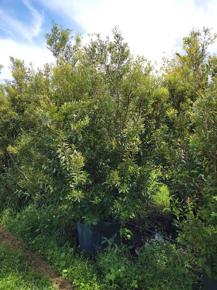 myrica-cerifera-southern-wax-myrtle-southern-bayberry-morella-cerifera