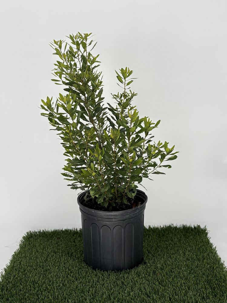 myrica-cerifera-southern-wax-myrtle-southern-bayberry-morella-cerifera