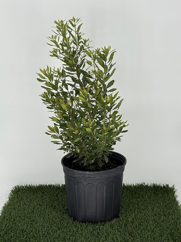 myrica-cerifera-southern-wax-myrtle-southern-bayberry-morella-cerifera