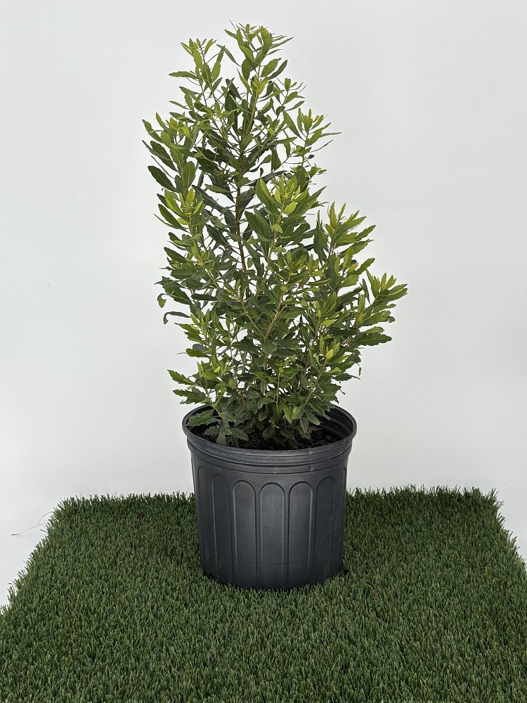 myrica-cerifera-southern-wax-myrtle-southern-bayberry-morella-cerifera