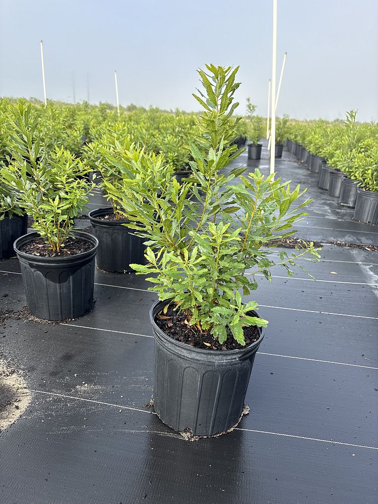 myrica-cerifera-southern-wax-myrtle-southern-bayberry-morella-cerifera