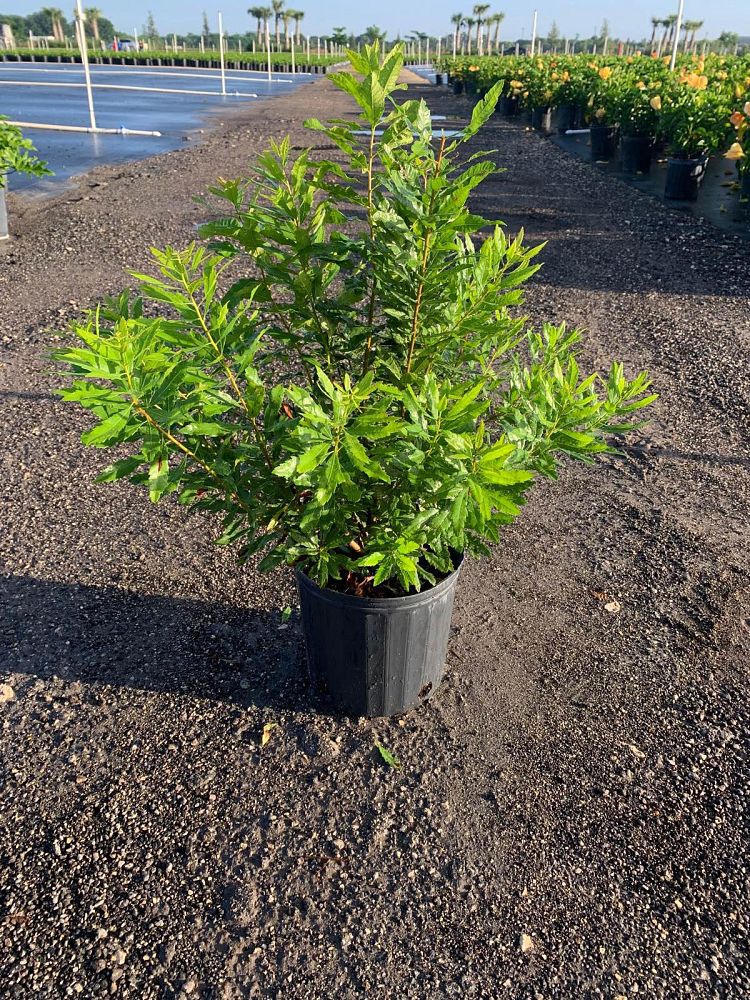 myrica-cerifera-southern-wax-myrtle-southern-bayberry-morella-cerifera