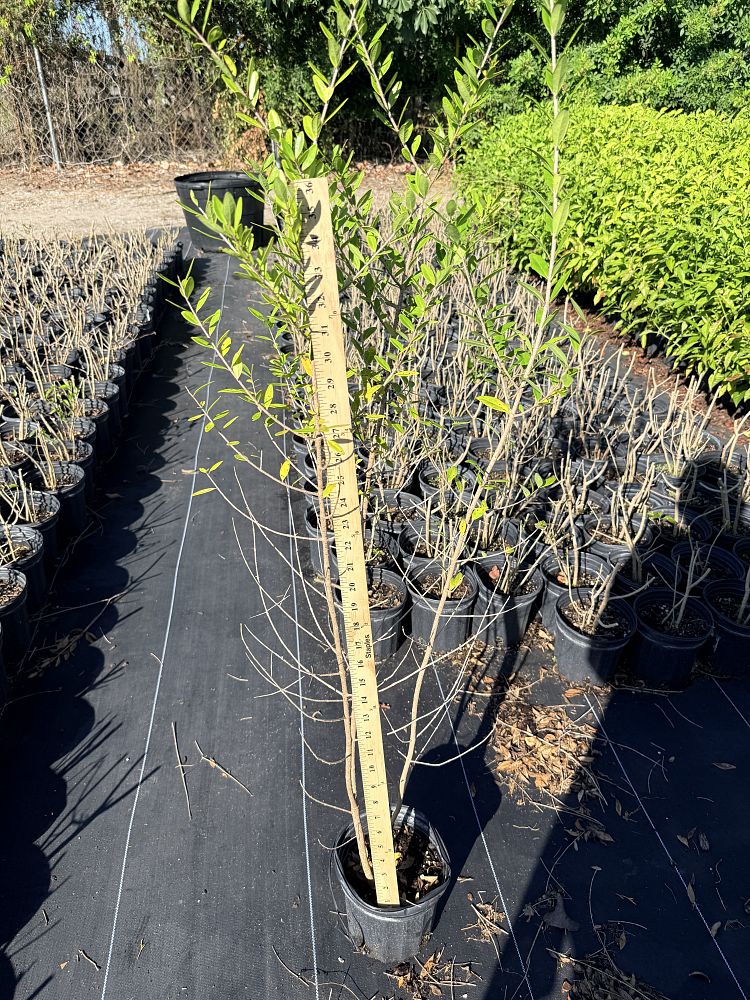 myrica-cerifera-southern-wax-myrtle-southern-bayberry-morella-cerifera