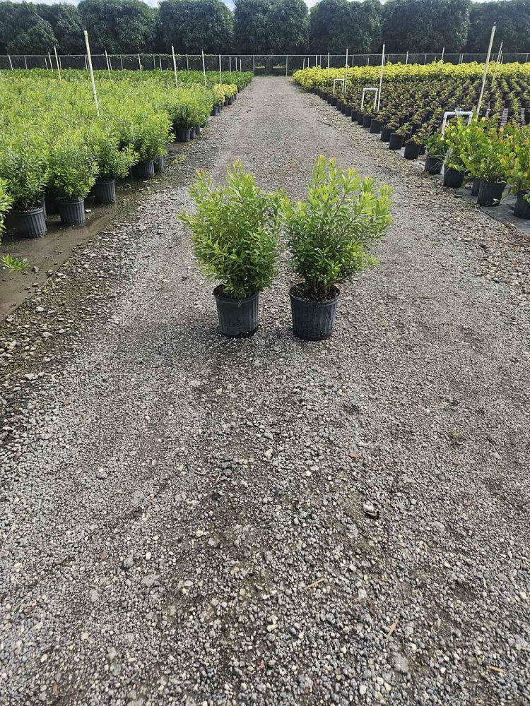 myrica-cerifera-southern-wax-myrtle-southern-bayberry-morella-cerifera