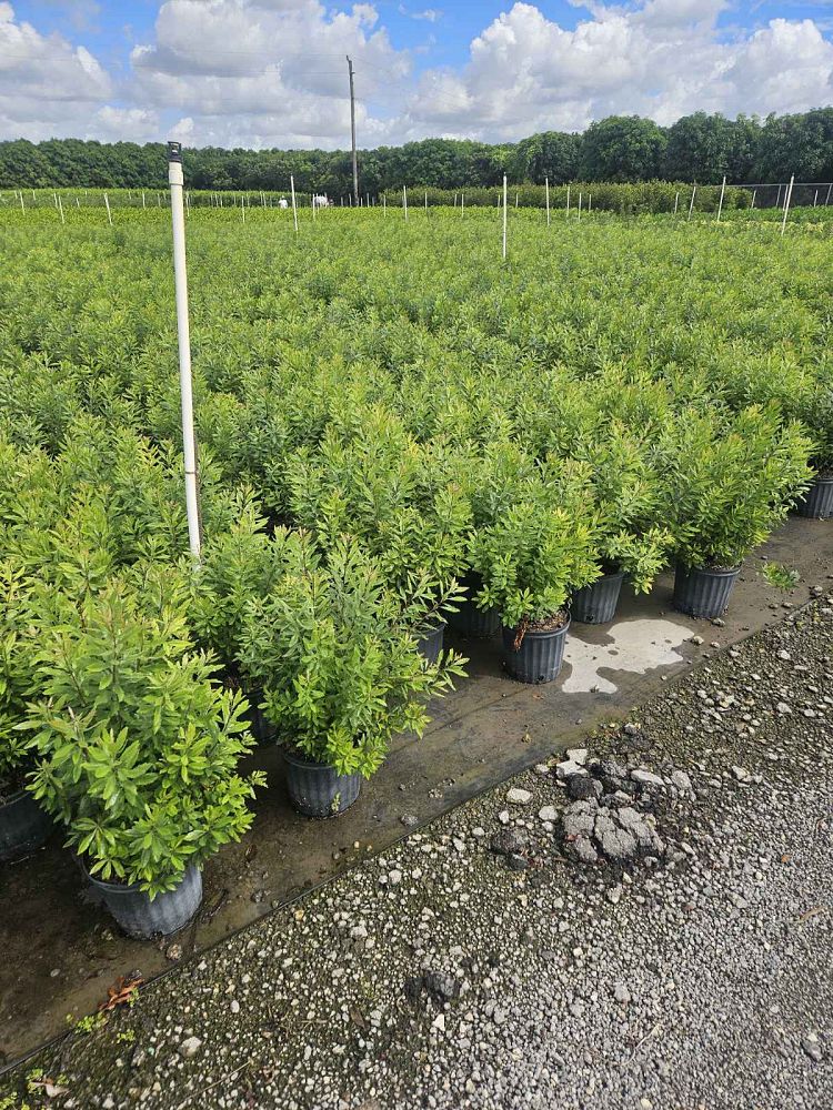 myrica-cerifera-southern-wax-myrtle-southern-bayberry-morella-cerifera