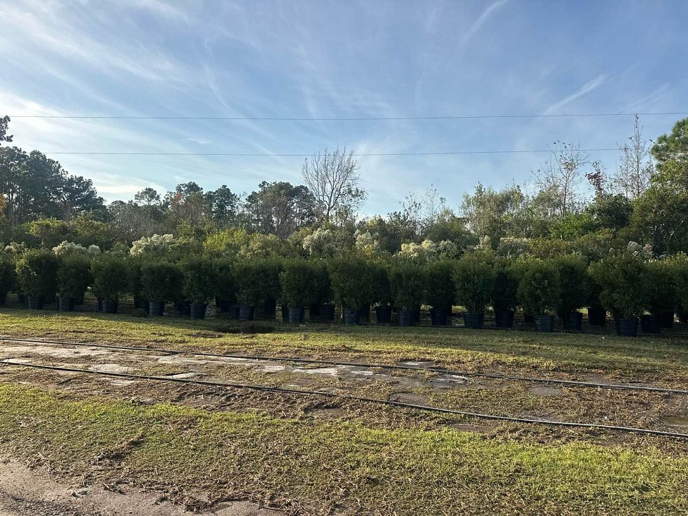 myrica-cerifera-southern-wax-myrtle-southern-bayberry-morella-cerifera