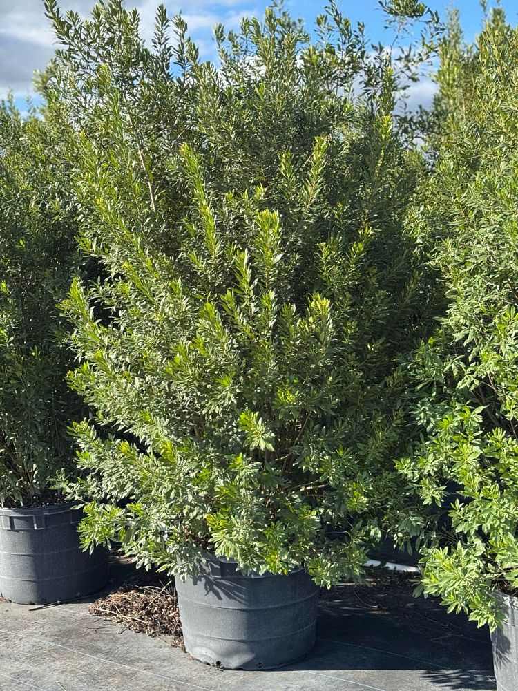 myrica-cerifera-southern-wax-myrtle-southern-bayberry-morella-cerifera