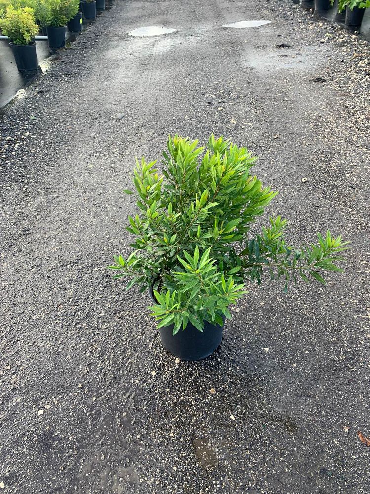 myrica-cerifera-southern-wax-myrtle-southern-bayberry-morella-cerifera