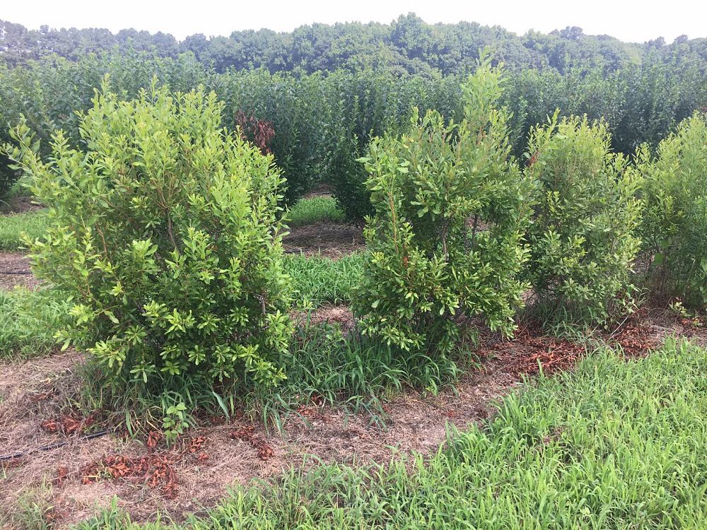 myrica-pensylvanica-northern-bayberry-morella-pensylvanica