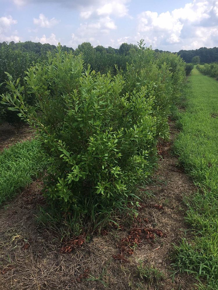 myrica-pensylvanica-northern-bayberry-morella-pensylvanica
