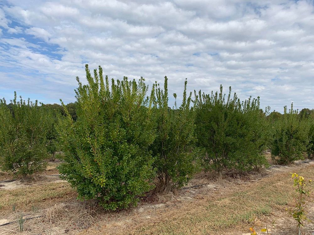 myrica-pensylvanica-northern-bayberry-morella-pensylvanica