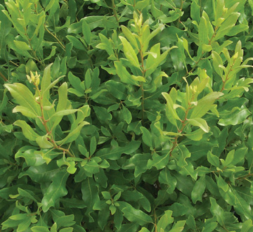 myrica-pensylvanica-northern-bayberry-morella-pensylvanica