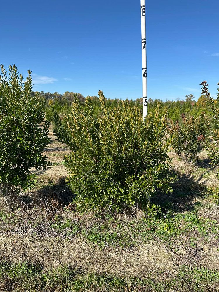myrica-pensylvanica-northern-bayberry-morella-pensylvanica