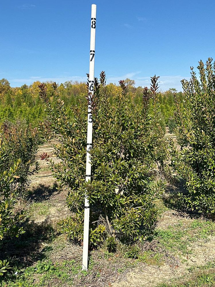 myrica-pensylvanica-northern-bayberry-morella-pensylvanica