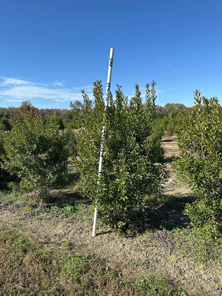 myrica-pensylvanica-northern-bayberry-morella-pensylvanica