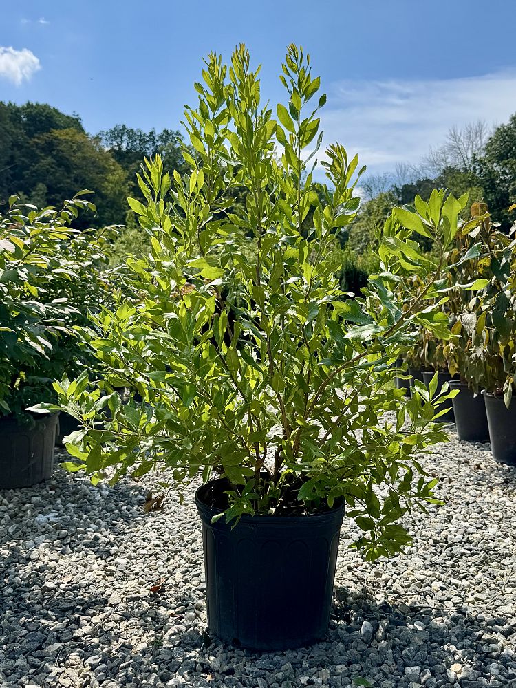 myrica-pensylvanica-northern-bayberry-morella-pensylvanica