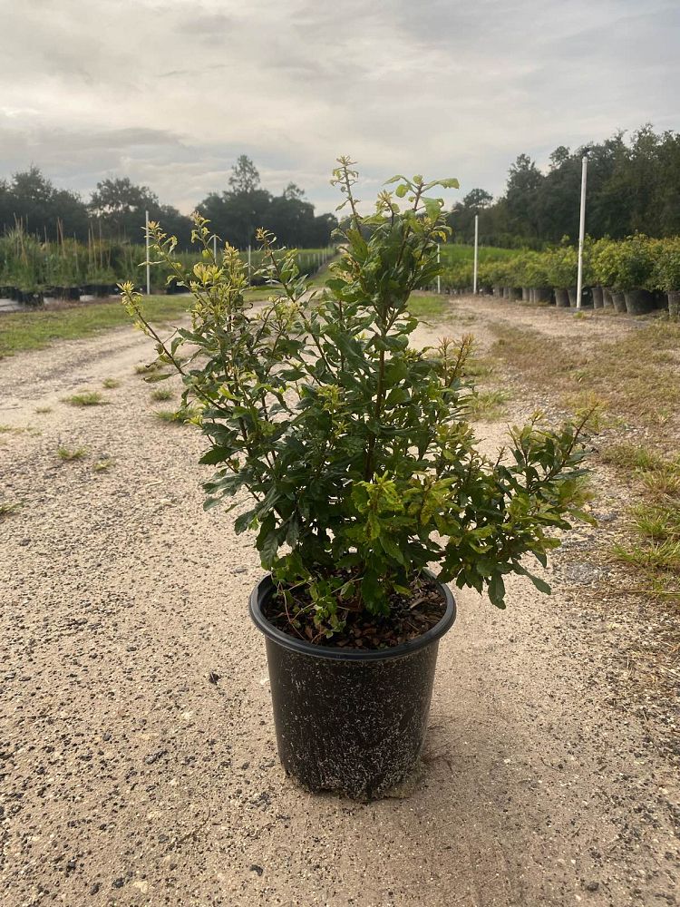 myrica-pusilla-dwarf-wax-myrtle