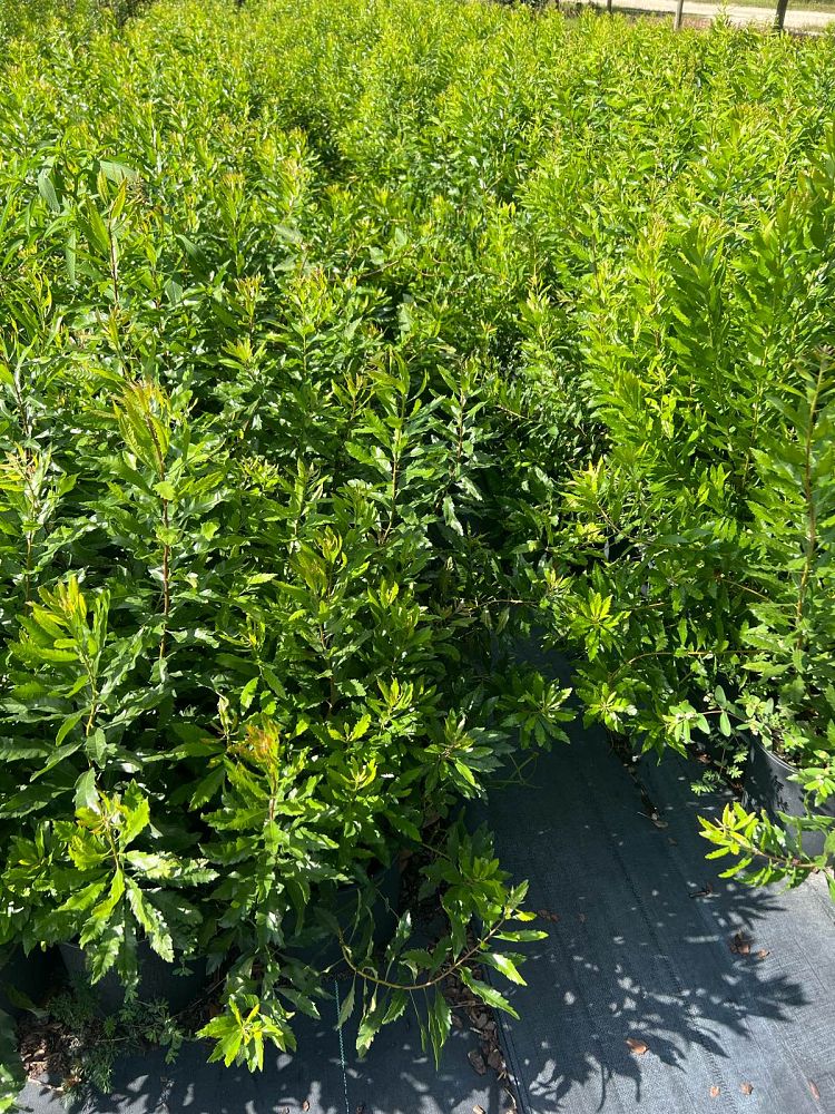myrica-pusilla-dwarf-wax-myrtle