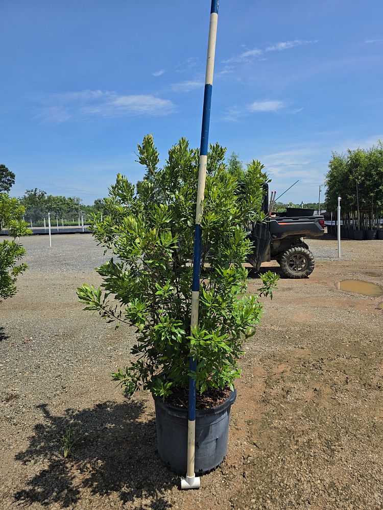 myrica-pusilla-dwarf-wax-myrtle