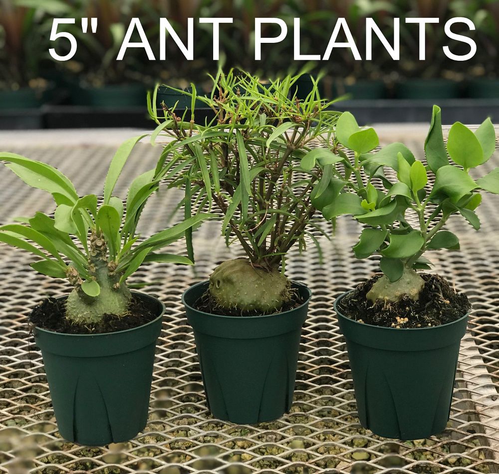 myrmecodia-tuberosa-ant-plant
