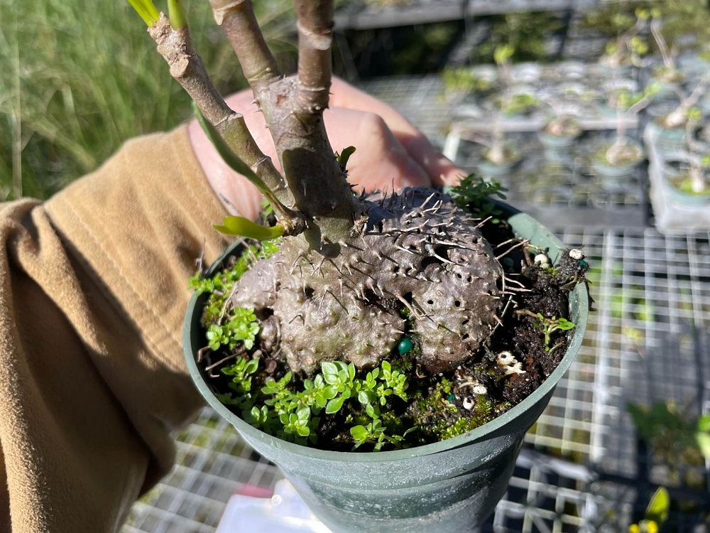 myrmephytum-selebicum