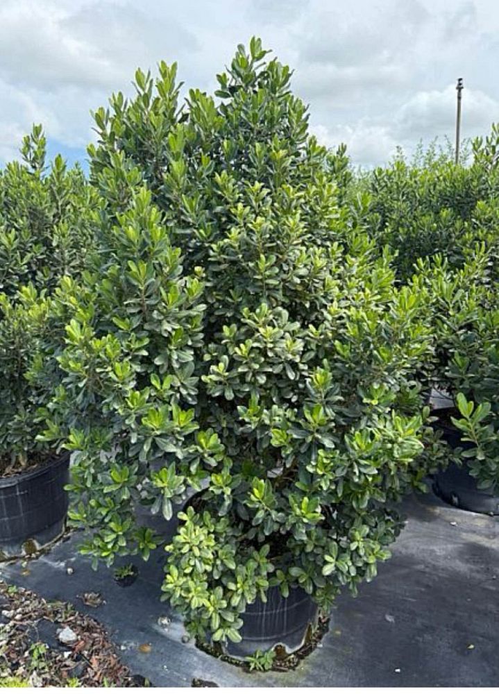 myrsine-colicwood