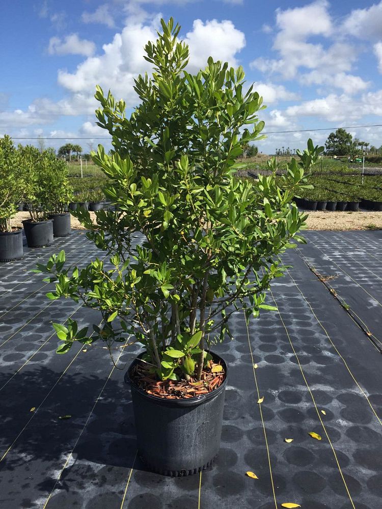 myrsine-cubana-myrsine-colicwood