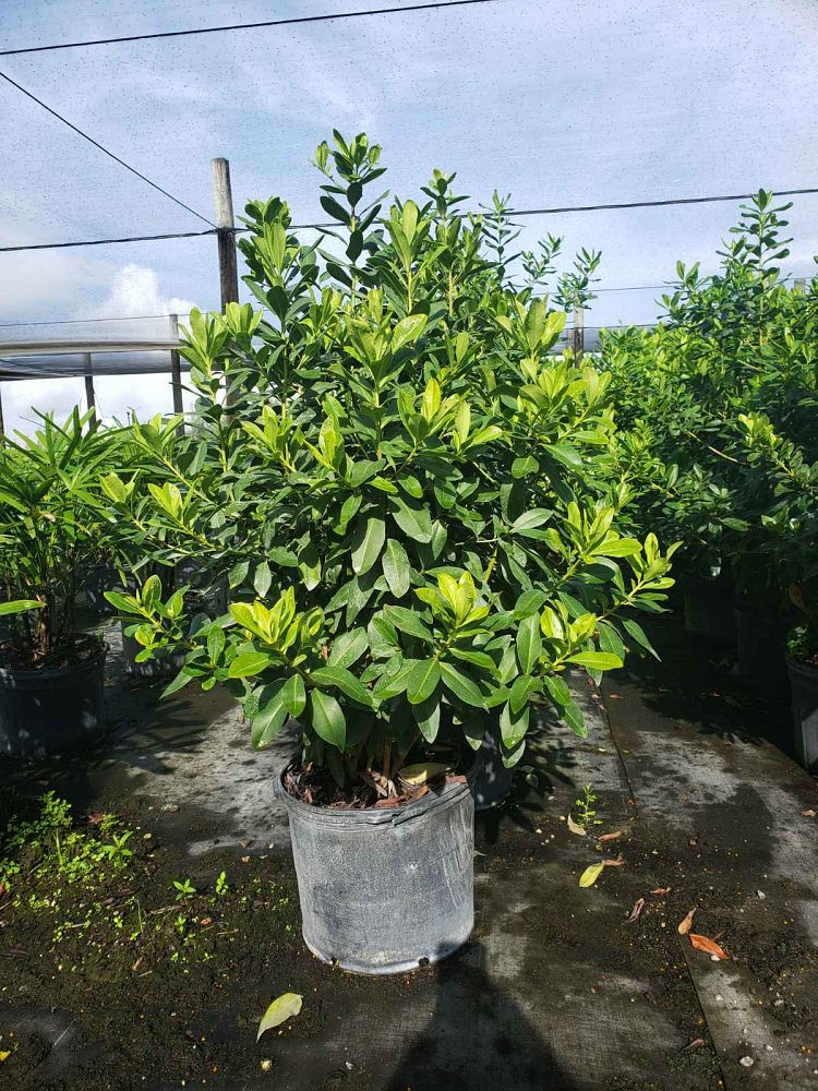 myrsine-cubana-myrsine-colicwood