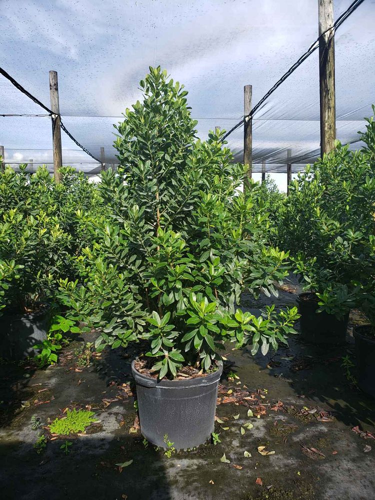 myrsine-cubana-myrsine-colicwood