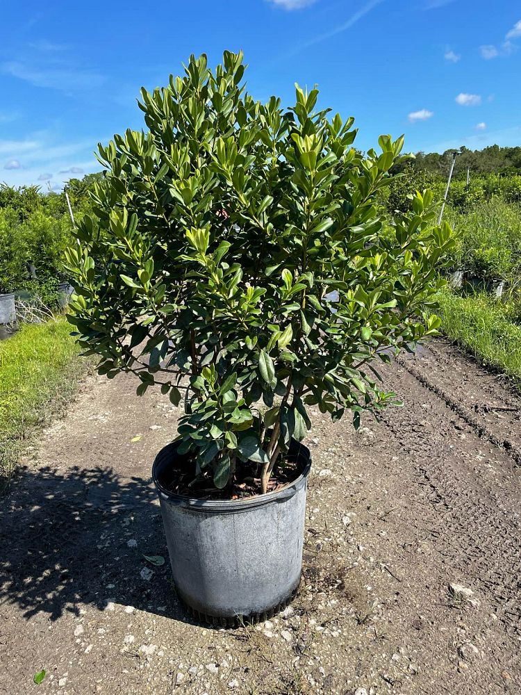 myrsine-cubana-myrsine-colicwood