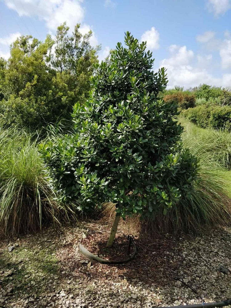 myrsine-cubana-myrsine-colicwood