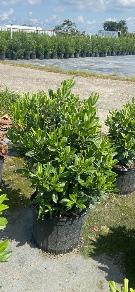 myrsine-cubana-myrsine-colicwood