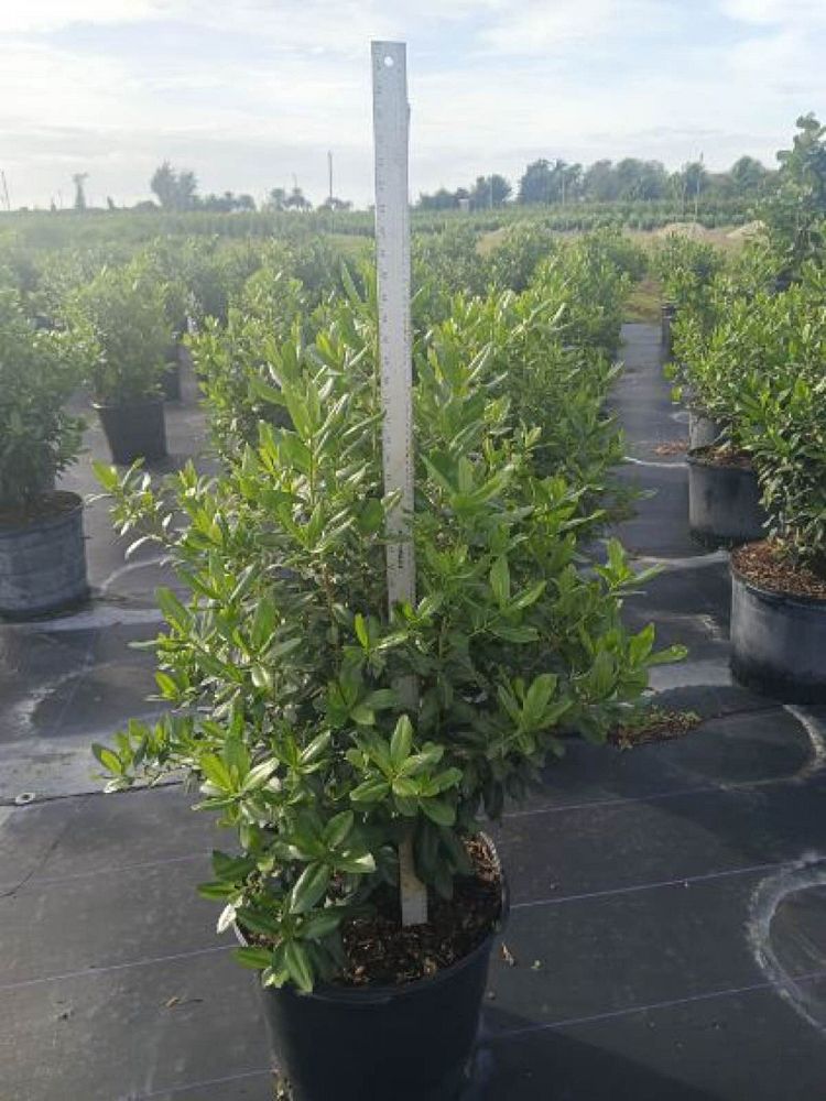 myrsine-cubana-myrsine-colicwood